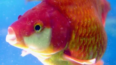 اكتشاف سمكة يمكنها عض الناس قبالة سواحل فنلندا