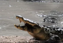 تمساح ضخم هارب يثير الذعر في محافظة سعودية... فيديو