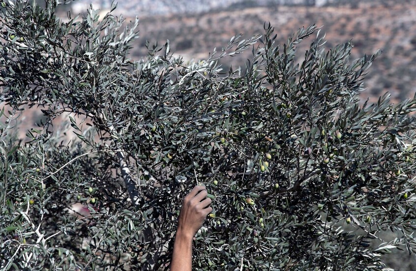 أشجار زيتون / AP