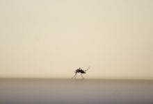 IMAGO/Zoonar.com/rafapress / Globallookpress