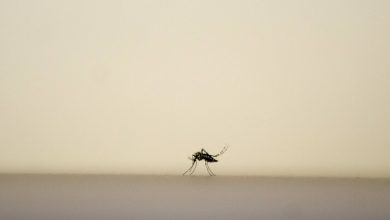 IMAGO/Zoonar.com/rafapress / Globallookpress