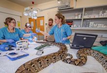 Steve Rawlins/Chester zoo/Cover Images