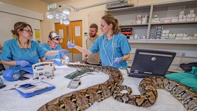 Steve Rawlins/Chester zoo/Cover Images