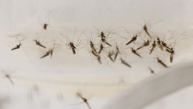 بعوضة "أنوفيلة غامبيا" الحاملة لمرض الملاريا. / getty / Gettyimages.ru