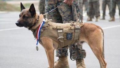 صورة أرشيفية / businessinsider.com