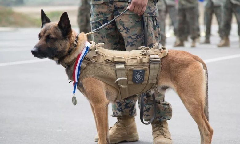 صورة أرشيفية / businessinsider.com